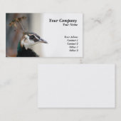 孔雀 名刺 (正面/裏面)