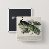 孔雀 缶バッジ (正面&裏面)