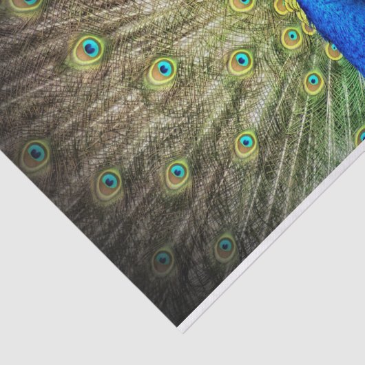 孔雀 薄葉紙 (詳細)