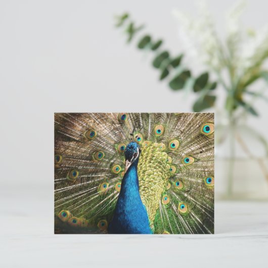 孔雀–377 ポストカード (スタンド正面)