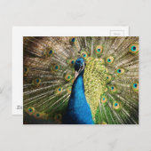 孔雀–377 ポストカード (正面/裏面)
