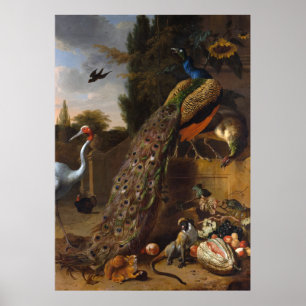 孔雀- Melchiorのd Hondecoeter ポスター