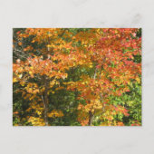 季節の変化 ポストカード (正面)