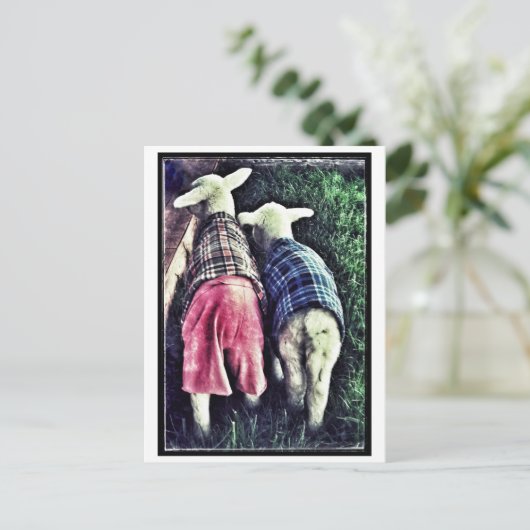 孤児ラム ポストカード (スタンド正面)