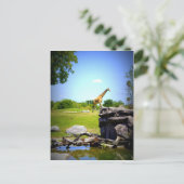 孤独なキリン ポストカード (スタンド正面)