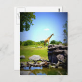 孤独なキリン ポストカード (正面/裏面)