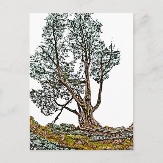 孤独なヒノキ ポストカード (正面)