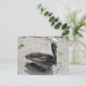 孤独なペリカン ポストカード (スタンド正面)