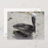 孤独なペリカン ポストカード (正面/裏面)
