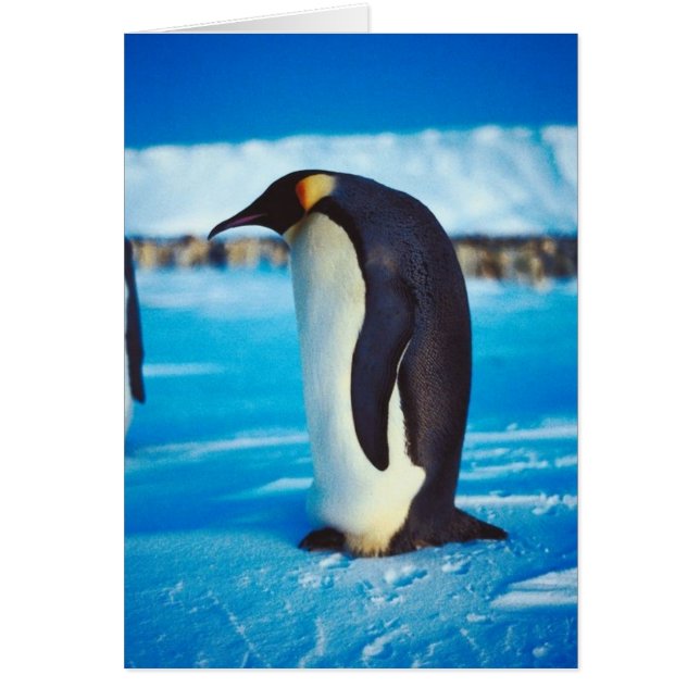 孤独なペンギン (正面)