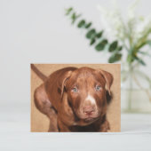 孤独な子犬 ポストカード (スタンド正面)