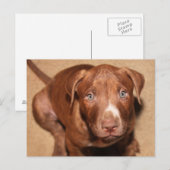 孤独な子犬 ポストカード (正面/裏面)