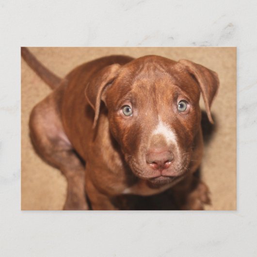 孤独な子犬 ポストカード (正面)