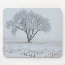 孤独な木に霜が降りる