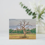 孤独な木の冬のヘイブン，フロリダ ポストカード (スタンド正面)