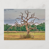 孤独な木の冬のヘイブン，フロリダ ポストカード (正面)