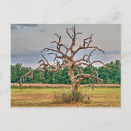 孤独な木の冬のヘイブン，フロリダ ポストカード