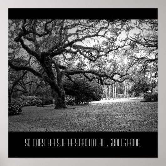 孤独な木 ポスター (正面)