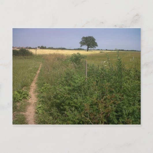 孤独な木 ポストカード (正面)