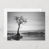 孤独な裸の木 ポストカード (正面/裏面)