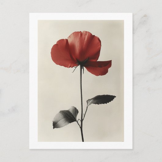 孤独な赤い花 ポストカード (正面)