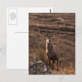 孤独な赤い葉書 ポストカード (正面/裏面)