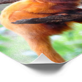 孤独な赤葉のサル フォトプリント            (角)