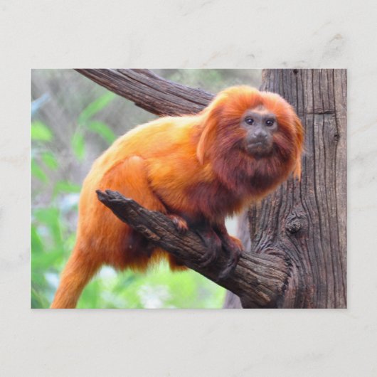 孤独な赤葉のサル ポストカード (正面)