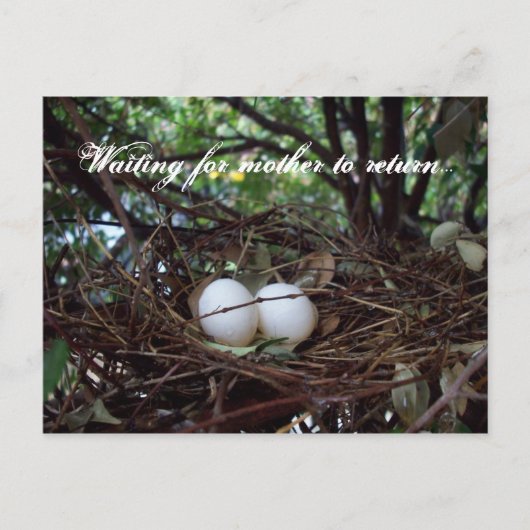 孤独な鳥の巣 ポストカード (正面)