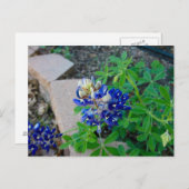 孤独なBluebonnet ポストカード (正面/裏面)