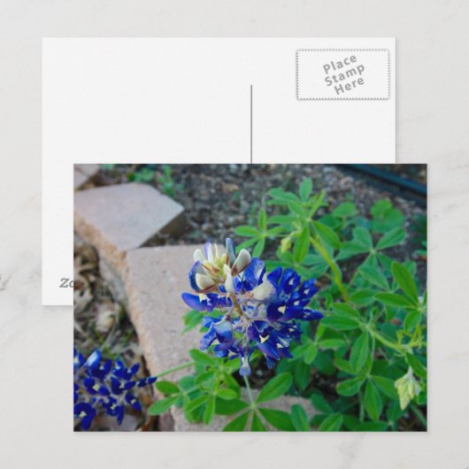 孤独なBluebonnet ポストカード (正面/裏面)