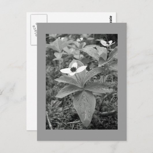 孤独 ポストカード (正面/裏面)