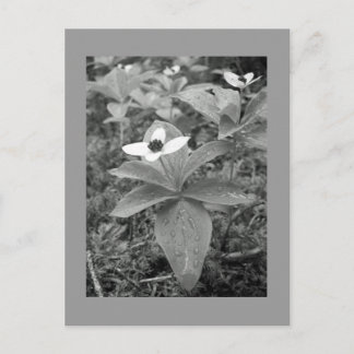 孤独 ポストカード