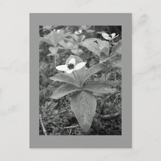 孤独 ポストカード (正面)