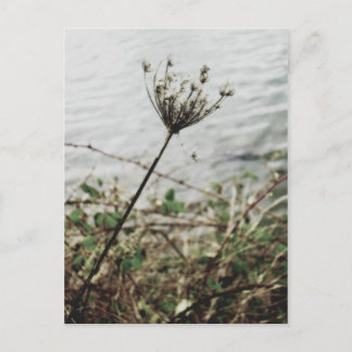 孤独 ポストカード