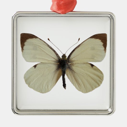 孤立したオスの大きな白い蝶 メタルオーナメント (正面)
