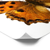 孤立したブラックレッグTortoiseshelバタフライハガキ ポスター (角)