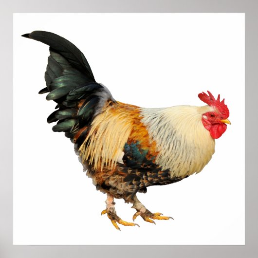 孤立した雄鶏 ポスター (正面)