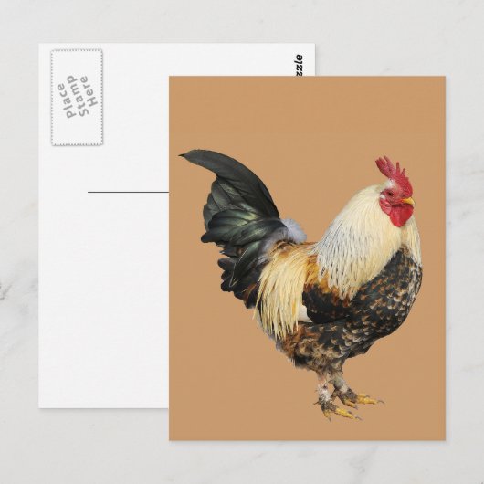 孤立した雄鶏 ポストカード (正面/裏面)