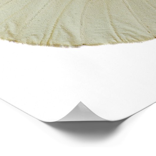 孤立した雌の大型の白い蝶 ポスター (角)