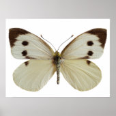 孤立した雌の大型の白い蝶 ポスター (正面)
