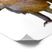 孤立バブーン歩くはがきスクエアのシール ポスター (角)