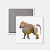 孤立バブーン歩くはがきスクエアのシール マグネット (正面/裏面)