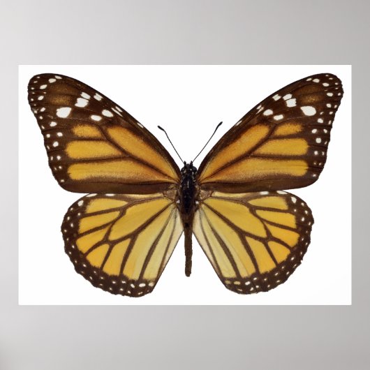 孤立（昆虫）オオカバマダラ、モナーク蝶PNG ポスター (正面)