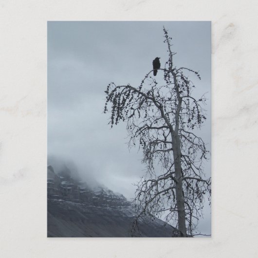 孤高のカラス ポストカード (正面)