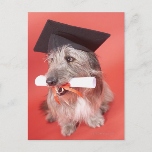 学位帽と卒業証書を持つ犬 ポストカード (正面)
