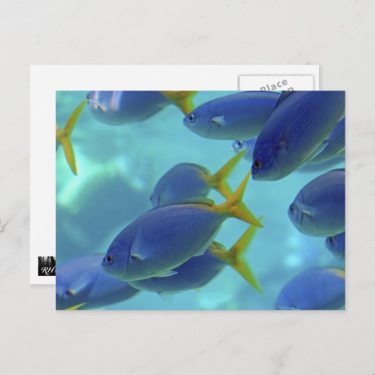 学校は出た！ ポストカード (正面/裏面)