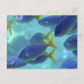 学校は出た！ ポストカード (正面)