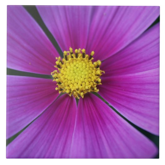 宇宙タイルの中心 タイル (正面)