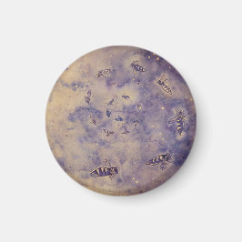 宇宙ハチ磁石 マグネット